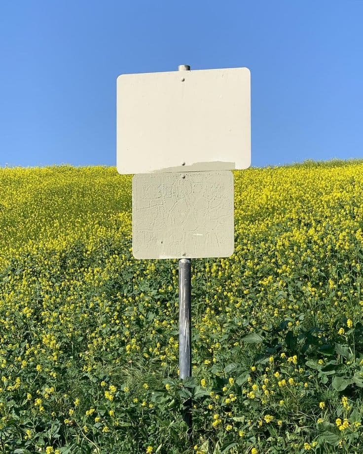 Un cartel en blanco en mitad de un campo de flores amarillas